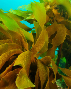 Brown Kelp