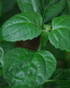 Patchouli leaf oil